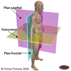 Figure d'un corps humain en profile où on identifie: le plan frontal, le plan sagittal et le plan transverse. mis à l'évidence sur un modèle en 3D d'un corps humain.