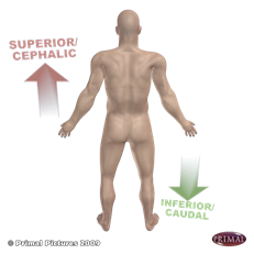 Le superieur cephalic et l'inférieur caudal, mis à l'évidence sur un modèle en 3D d'un corps humain.