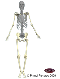 Les os du système axial, mis à l'évidence sur un squelette humain. Le modèle est vu de face.