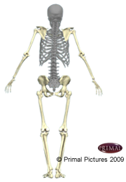 Les os du système axial, mis à l'évidence sur un squelette humain. Le modèle est vu de dos.