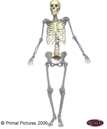 Les os du système appendiculaire, mis à l'évidence sur un squelette humain. Le modèle est vu de face.