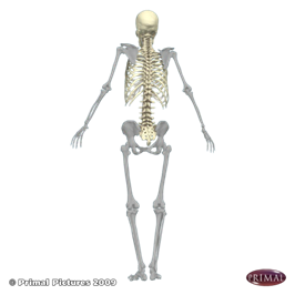 Les os du système appendiculaire, mis à l'évidence sur un squelette humain. Le modèle est vu de dos.