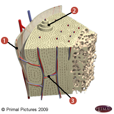 Schémat d'un os où on identifie: 1. le périoste, 2. les canaux de Havers, et 3. les canaux de Volkmann.