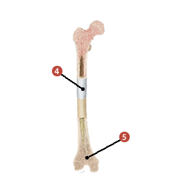 Figure d'un os où on identifie: 4. l'os compact et 5. l'os spongieux.