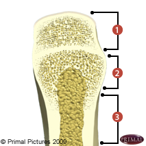 Schémat d'un os où on identifie: 1. le périoste, 2. l'os compact, 3. l'os spongieux et 4. la moelle osseuse.