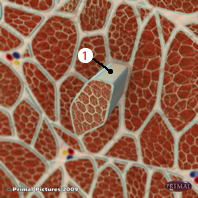 Schémat où on identifie: 1. Fibre musculaire (Endomysium).