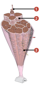 Photo où on identifie: 1. Fibre musculaire (Endomysium), 2. Périmysium, et 3. L'épimysium