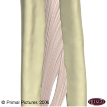 Figure de la membrane interosseuse de l'avant-bras.