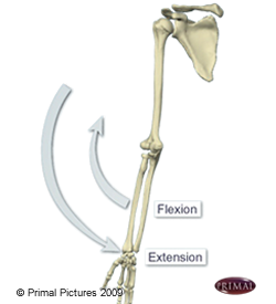 Figure où on identifie le movement d'extension et de flexious à l'aide du squelette d'un bras.