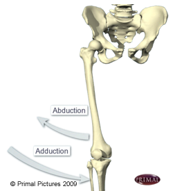 Figure où on identifie le movement d'abduction et d'adduction à l'aide du squelette d'une jambe.