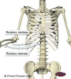 Figure où on identifie le movement de rotation médiale et latérale à l'aide d'un squelette du haut du corps.