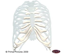 Figure du cartilage entre le sternum et les côtes.