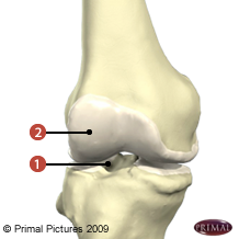 Figure où on identifie: 1. Un interligne articulaire, et 2. Des surfaces recouvertes de cartilage.