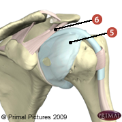 Figure où on identifie: 5. Une capsule très vascularisée, et innervée et 6. Des ligaments qui stabilisent la capsule.