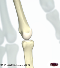 Figure de l'articulation métacarpophalangienne