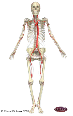 Figure montrant les artères et les veines sur un modèle qui fait face à l'ércran.