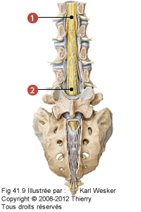 Schémat où on identifie: 1. Le cône médullaire, et 2. La queue de cheval.