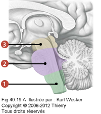 Figure du système nerveux central où on identifie: 1. le bulbe, 2. le pont, et 3. le mésencéphale.