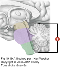 Figure du système nerveux central où on identifie: 1. Le cervelet.