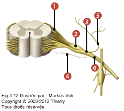 Schémat où on identifie: 1. La racine dorsale, 2. Un ganglion spinal, 3. Le nerf spinal, 4. Le rameau méningé. 5. Le rameau dorsal, et 6. Le rameau ventral