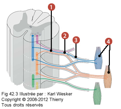 Schémat où on identifie: 1. Les rameaux ventraux, 2. Plexus nerveux, 3. Nerfs périphériques, et 4. Les muscles des membres