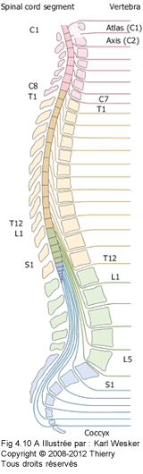 Schémat de la colonne vertébrale.