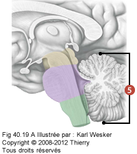 Figure où on identifie le cervelet.