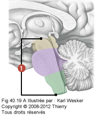 Figure où on identifie le tronc cérébral.