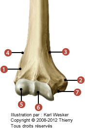 Figure dun humérus où on identifie: 1. l'épicondyle latéral, 2. l'épicondyle médial, 3. la crête supracondylaire médiale, 4. la crête supracondylaire latérale, 5. la capitulum, 6. la trochlée humérale, et 7. le sillon du nerf ulnaire