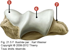 Figure d'un humérus où on identifie: 5. la capitulum, 6. la trochlée humérale, et 7. le sillon du nerf ulnaire.