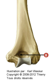 Figure d'un humérus où on identifie: 8. la fosse olécranienne.