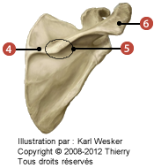 Figure d'un scapula où on identifie: 4. l'épine de la scapula, 5. le tubercule deltoïdien, et 6. l'acromion.