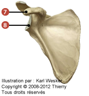 Figure d'un scapula où on identifie: 7. le processus coracoïde, et 8. la cavité glenoïdale.