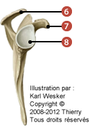 Figure d'un scapula où on identifie: 6. l'acromion, 7. le processus coracoïde, et 8. la cavité glenoïdale