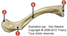 Figure d'une clavicule où on identifie: 1. le tubercule conoïde, 2. l'extrémité acromiale, 3. l'extrémité sternale, et 4. le silon du muscle subclavier.