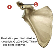 Figure où on identifie: 1. le processus coracoïde, et 2. l'acrominion.