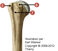 Figure où on identifie: 5. le tubercule majeur, 6. le tubercule mineur, et 7. le sillon intertuberculaire.