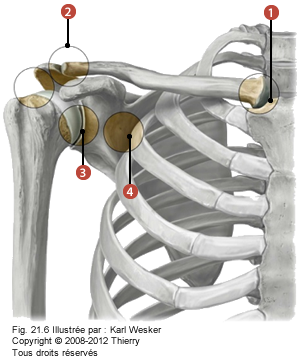 Figure de la ceinture scapulaire, où on identifie les articulations suivances: 1. sterno-claviculaire, 2. acronomio-claviculaire, 3. scapulo-humérale, et 4. scapulo-thoracique.