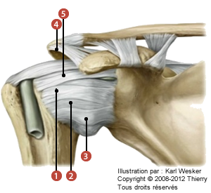 Figure de l'articulation scapulo-humérale où on identifie les ligaments suivants: 1. Scapulo-huméral supérieur, 2. Scapulo-huméral moyen, 3. Scapulo-huméral inférieur, 4. Coraco-acromial, et 5. Coraco-huméral