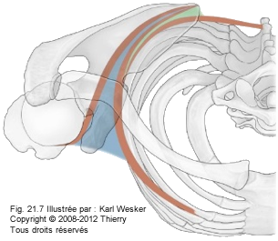 Figure de l'articulation scapulo-thoracique.