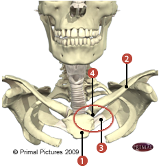 Figure du sternum où on identifie: 1. le manubrium, 2. la clavicule, 3. la première côte, et 4. un discque fibrocartilagineux.