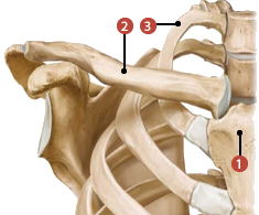 Figure du sternum où on identifie: 1. le manubrium, 2. la clavicule, et 3. la première côte.