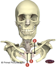 Figure du sternum où on identifie les ligaments suivants: 1. Interclaviculaire, 2. Costoclaviculaire, et 3. Sternoclaviculaire antérieur.