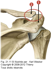 Vue postérieure de l'articulation acromioclaviculaire où on identifie: 1. l'acromion de la scapula, et 2. l'extrémité acromiale de la clavicule.