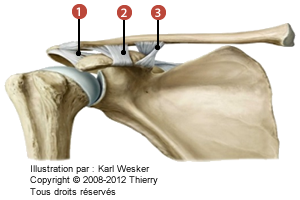 Figure de l'articulation acromioclaviculaire où on identifie les ligaments suivants: 1. Acromio-claviculare, 2. Trapézoïde, et 3. Conoïde.