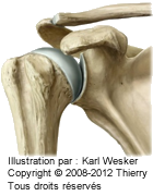 Vue postérieure de l'articulation scapulo-humérale.