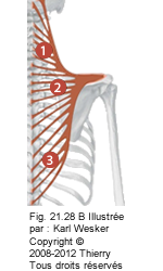 Figure du dos où on identifie les parties suivantes du trapèze: 1. Supérieur, 2. Moyen, et 3. Inférieur.