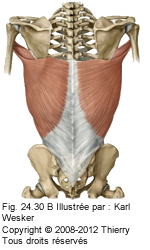 Figure du grand dorsale, vue en antérieur.