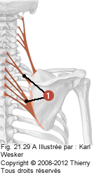 Figure où on identifie: 1. Les rhomboïdes.