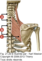 Figure où on identifie: a. Le petit rhomboïde, b. Le grand rhomboïde, et c. Le petit et grand rhomboïde en médial.